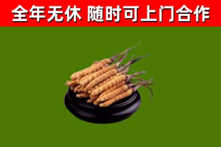 利通烟酒回收冬虫夏草.jpg